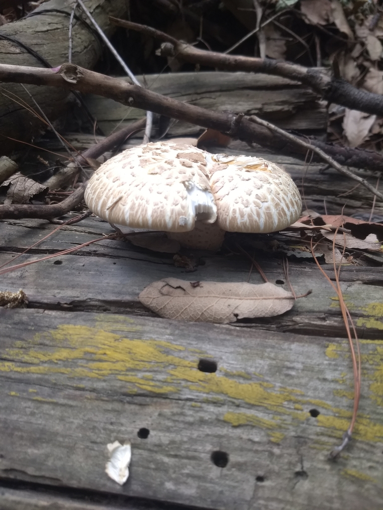 Giant Sawgill from Parque Nacional Bosque de Tlalpan on April 28, 2023