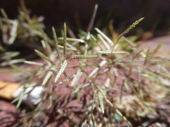 Eragrostis barrelieri image