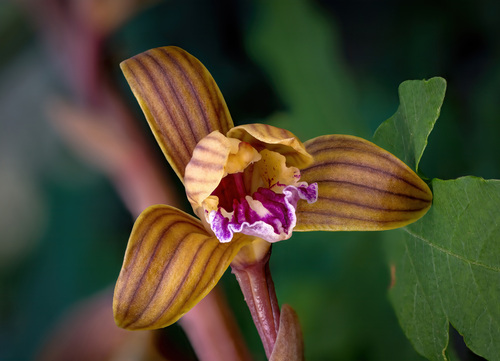 Spiked crested coralroot (Bletia spicata)
