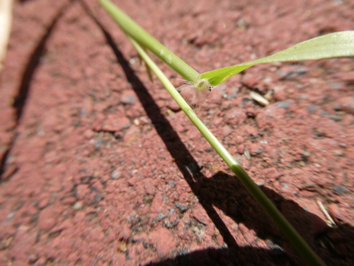 Eragrostis barrelieri image