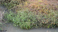 Persicaria thunbergii