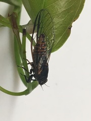 Plerapsalta multifascia