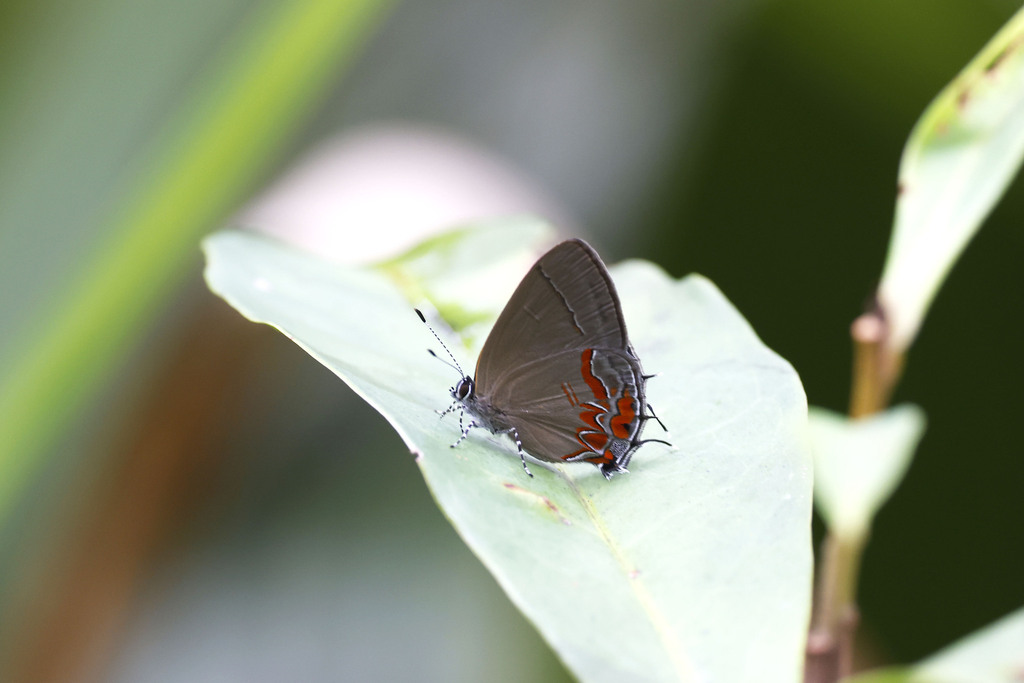 Calycopis cyanus