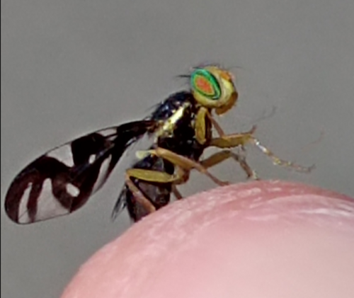 Celery Fly photo 4