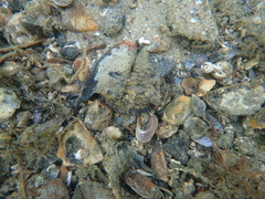Sepia plangon