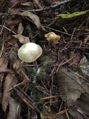 Naucoria escharioides