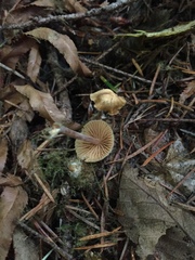 Naucoria escharioides