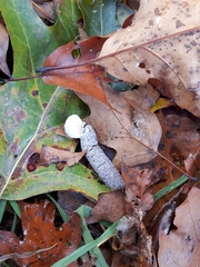 Meleagris gallopavo silvestris