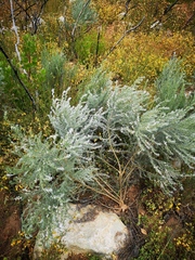 Aspalathus candicans