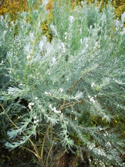 Aspalathus candicans