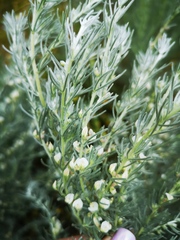 Aspalathus candicans