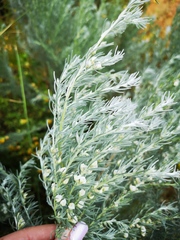 Aspalathus candicans