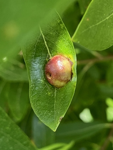 iNaturalist observation photo of Willow Apple Gall Sawfly
