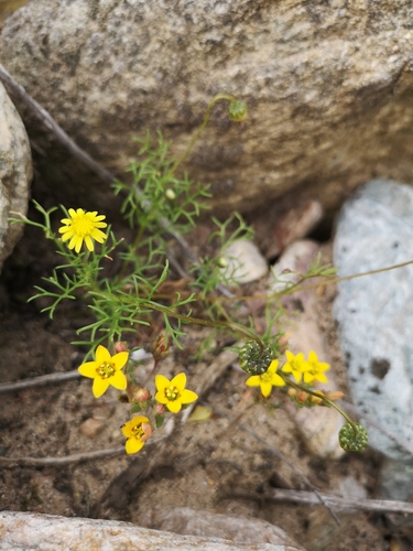 Crassula dichotoma