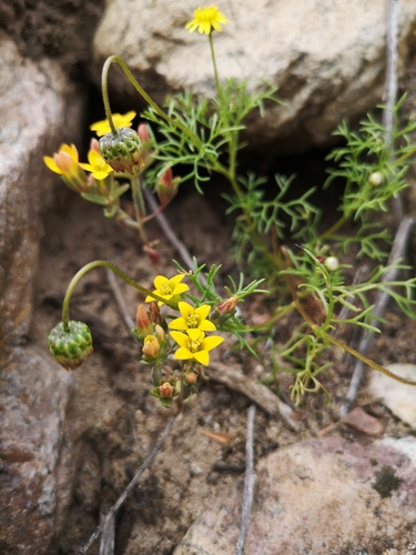 Crassula dichotoma