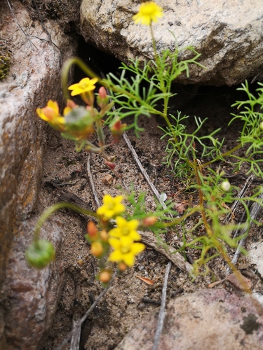 Crassula dichotoma