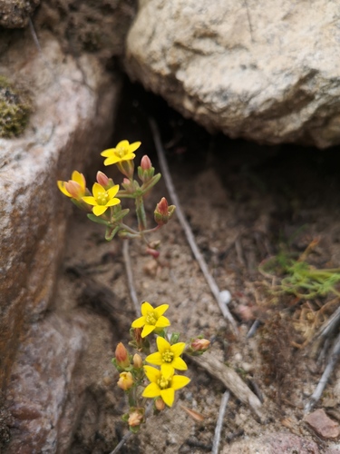 Crassula dichotoma