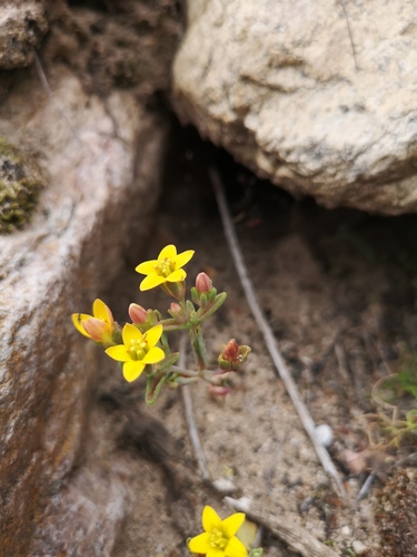 Crassula dichotoma
