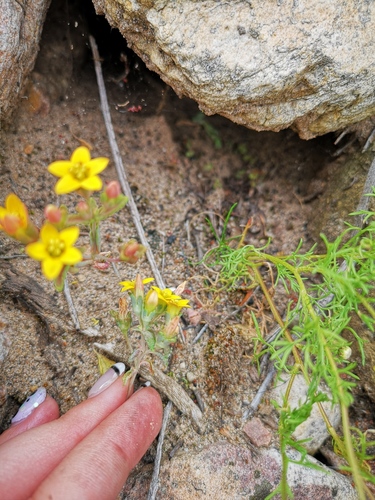 Crassula dichotoma