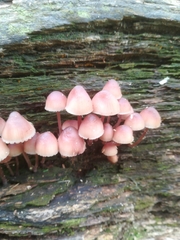 Fungi