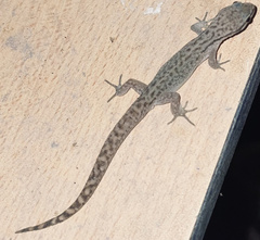 Borelli's Marked Gecko photo 3