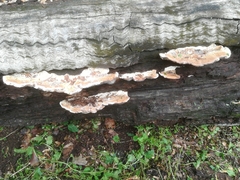 Fungi
