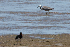 Egretta novaehollandiae