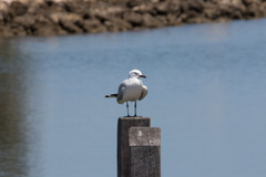 Chroicocephalus novaehollandiae