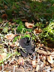 Pseudoplectania nigrella