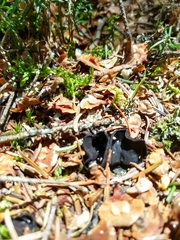 Pseudoplectania nigrella