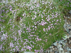 Silene acaulis acaulis