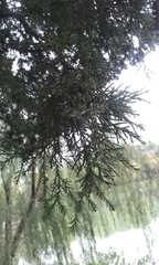 Cupressus pendula