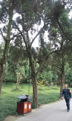 Cupressus pendula