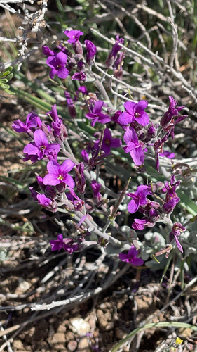 Johnston's rockcress (Boechera johnstonii)