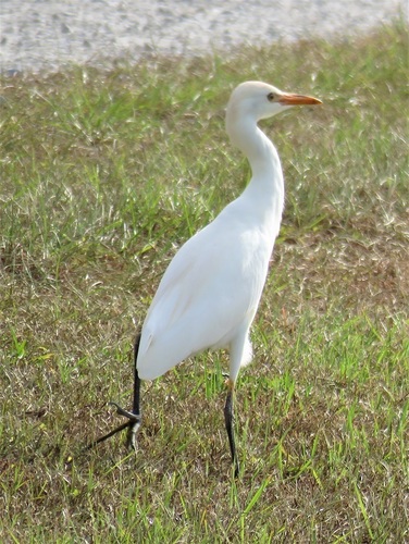 Bubulcus ibis image