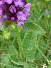 Betonica hirsuta