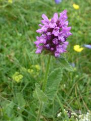 Betonica hirsuta