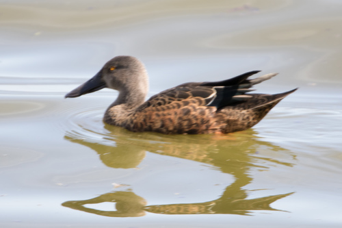 Canard bridé