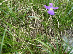 Viola calcarata