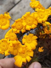 Steirodiscus speciosus