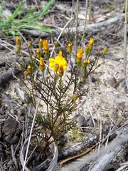 Steirodiscus speciosus