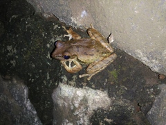 Polypedates leucomystax