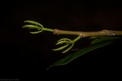 Actephila mooreana