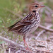 Pechora Pipit - Photo (c) Kim, Hyun-tae, some rights reserved (CC BY), uploaded by Kim, Hyun-tae