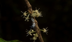 Actephila mooreana