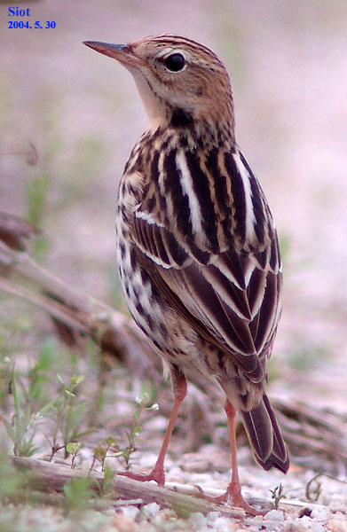 Pechora Pipit