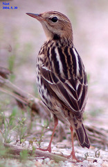 Anthus gustavi