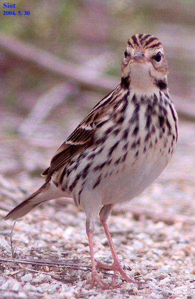 Pechora Pipit