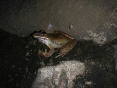 Polypedates leucomystax