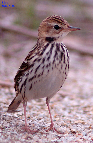 Pipit de la Petchora
